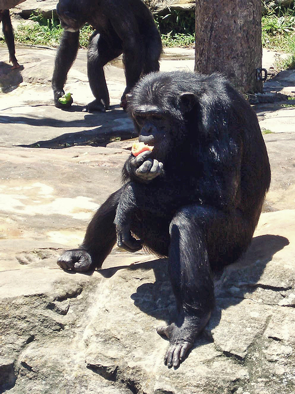 Schimpansen-Fütterung