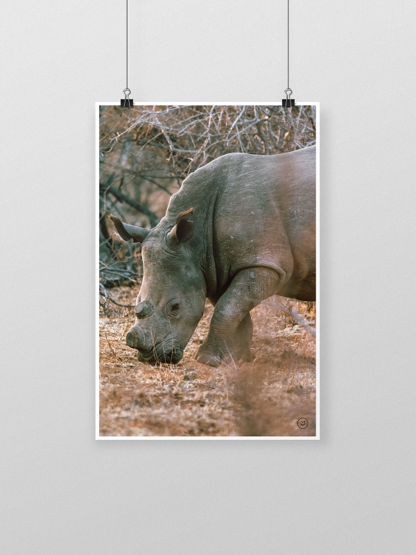 gw-shop-fineart-rhino-makuleke-01